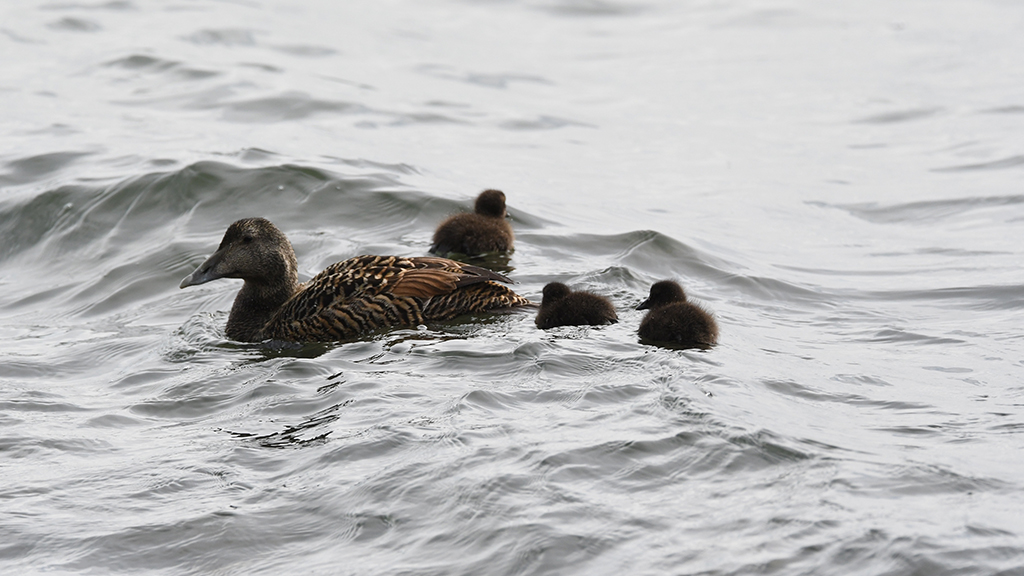 Fred og ro for sj&oslash;fuglene